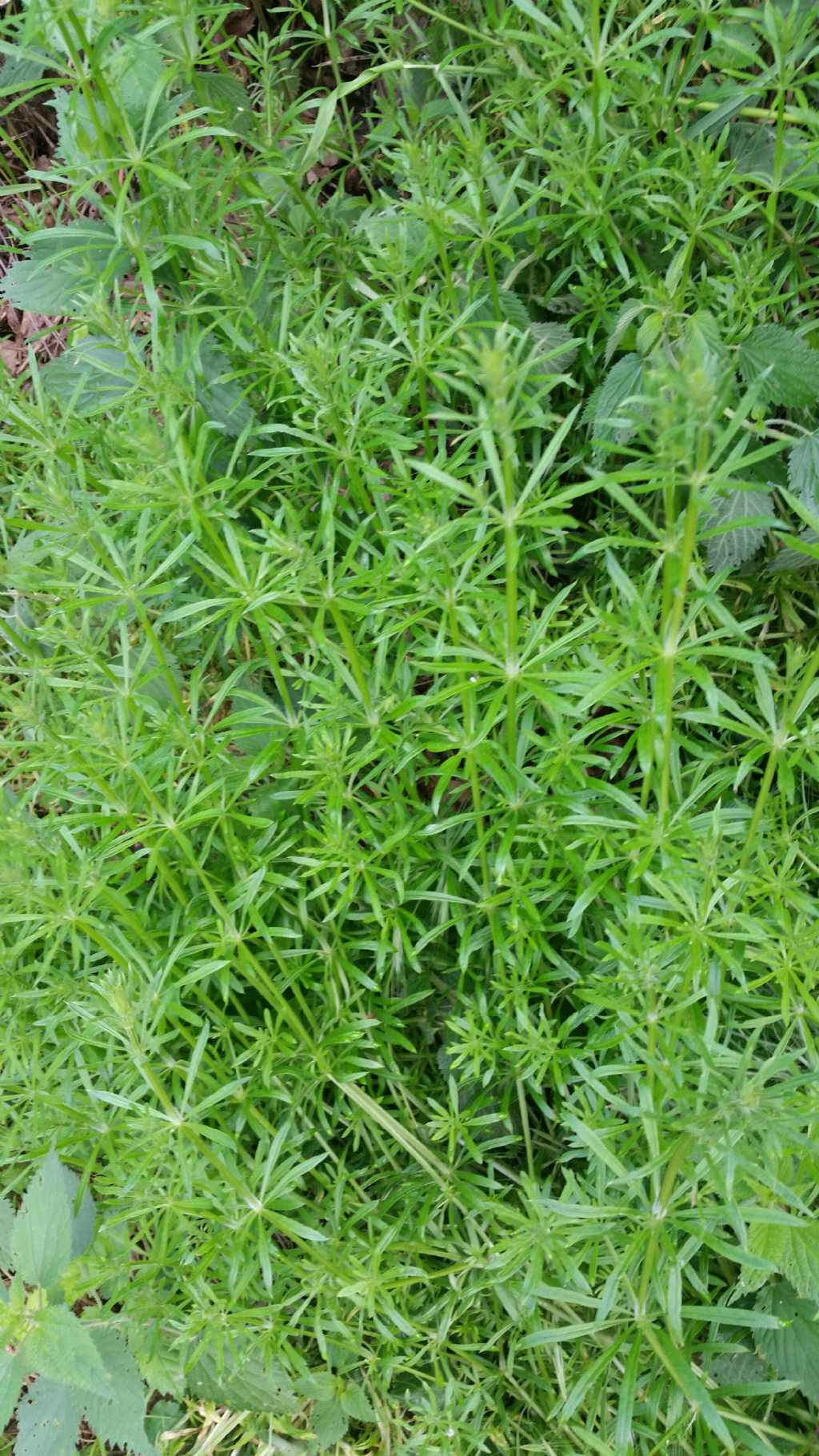 Galium cfr. aparine (Rubiaceae)